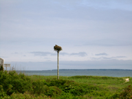 osprey