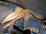 whaling museum